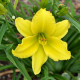 HEMEROCALLIS 'Green Flutter'