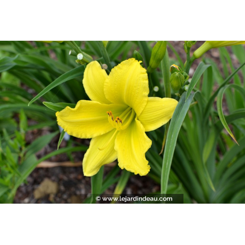 HEMEROCALLIS 'Green Flutter'