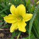 HEMEROCALLIS 'Green Flutter'