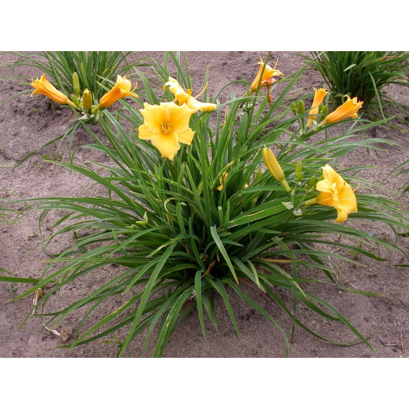 HEMEROCALLIS 'Stella De Oro'
