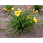 HEMEROCALLIS 'Stella De Oro'