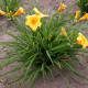 HEMEROCALLIS 'Stella De Oro'