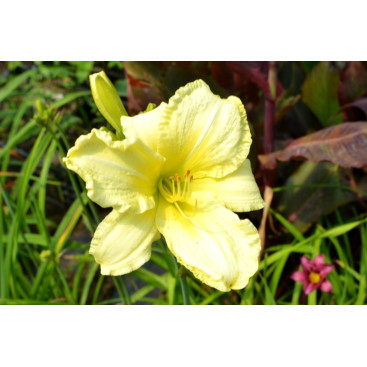 HEMEROCALLIS \'So Lovely\'