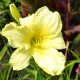 HEMEROCALLIS 'So Lovely'