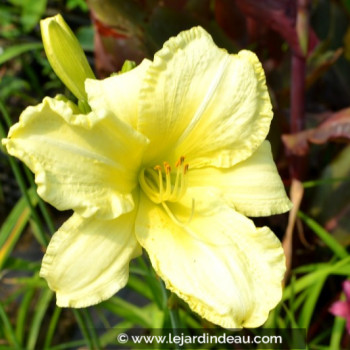 HEMEROCALLIS &#039;So Lovely&#039;