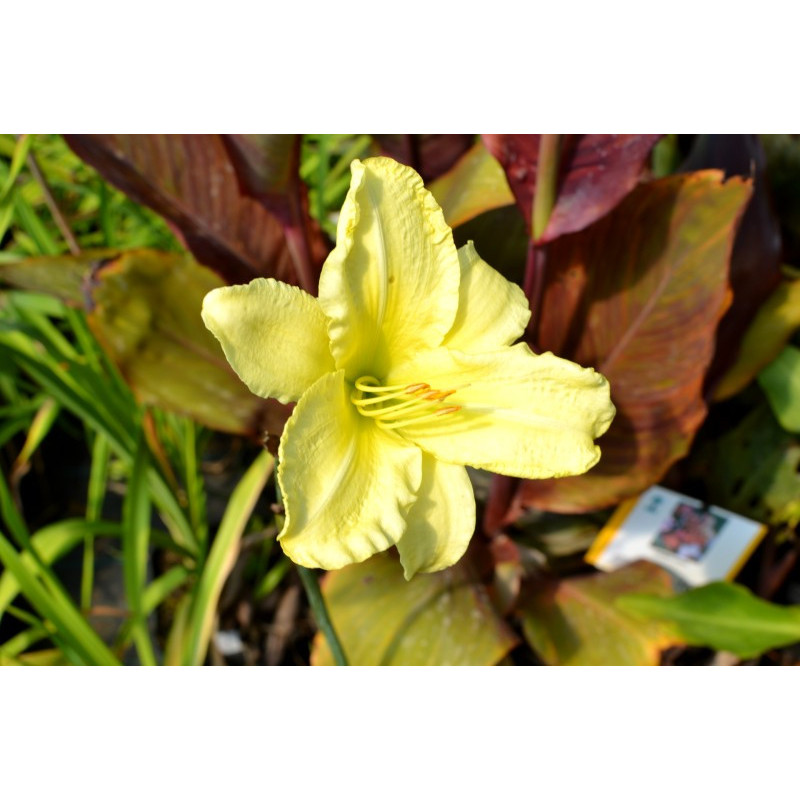 HEMEROCALLIS 'So Lovely' HEMEROCALLIS 'So Lovely'