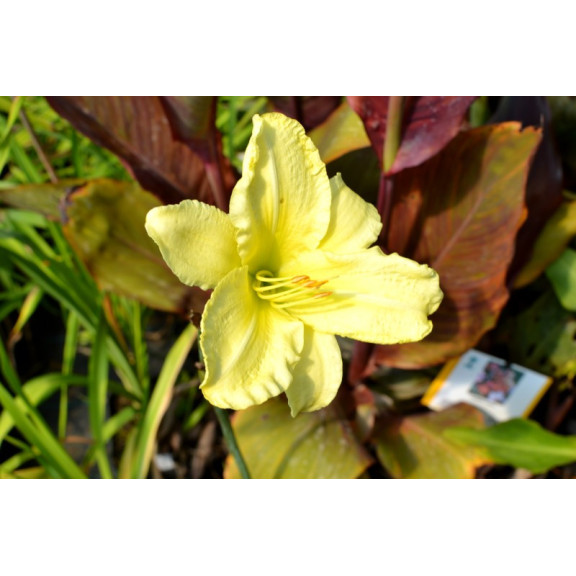 HEMEROCALLIS 'So Lovely'