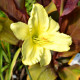 HEMEROCALLIS 'So Lovely'