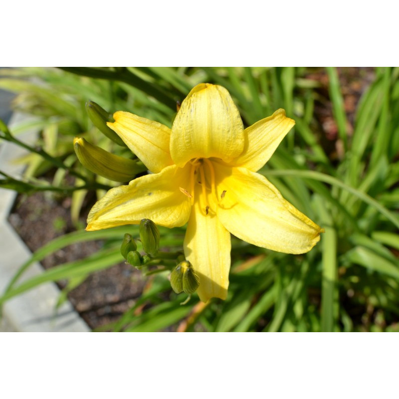 HEMEROCALLIS 'Mission Bells'