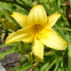 HEMEROCALLIS 'Mission Bells'