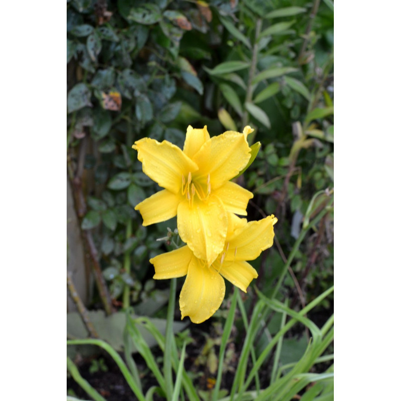 HEMEROCALLIS 'Mission Bells'