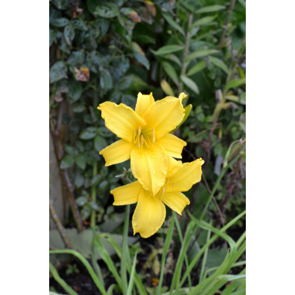 HEMEROCALLIS 'Mission Bells'