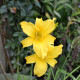 HEMEROCALLIS 'Mission Bells'
