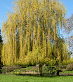 SALIX x sepulcralis 'Chrysocoma'