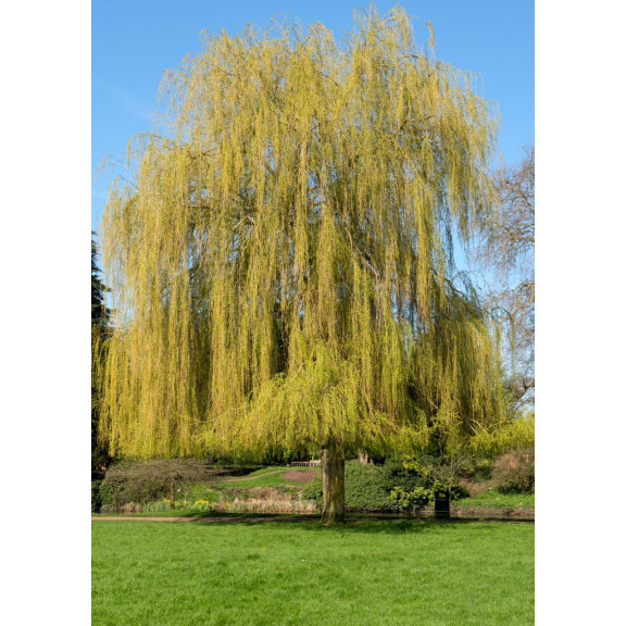 SALIX x sepulcralis 'Chrysocoma'