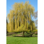 SALIX x sepulcralis 'Chrysocoma'