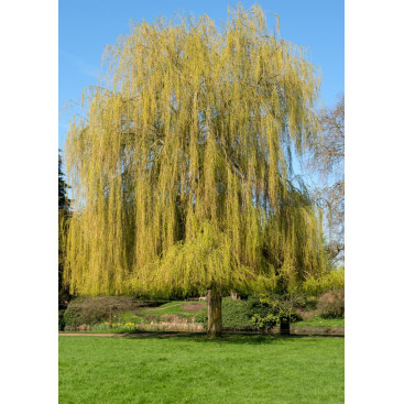 SALIX x sepulcralis \'Chrysocoma\'