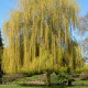 SALIX x sepulcralis 'Chrysocoma'