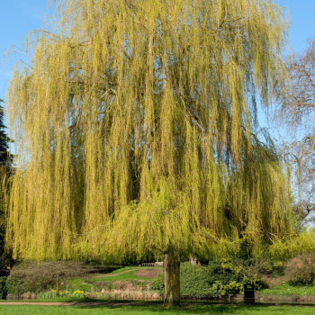 SALIX x sepulcralis &#039;Chrysocoma&#039;