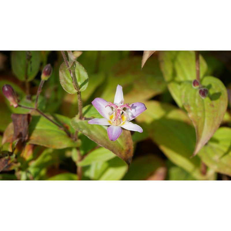 TRICYRTIS 'Tojen'