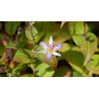 TRICYRTIS 'Tojen'