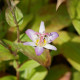 TRICYRTIS 'Tojen'