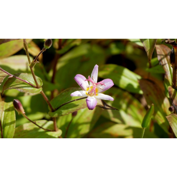 TRICYRTIS 'Tojen'