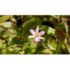 TRICYRTIS 'Tojen'