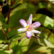 TRICYRTIS 'Tojen'