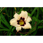 HEMEROCALLIS 'Moonlight Masquerade'