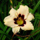 HEMEROCALLIS 'Moonlight Masquerade'