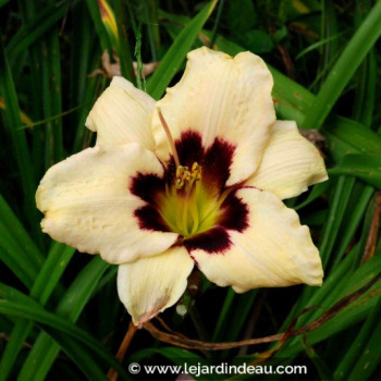 HEMEROCALLIS &#039;Moonlight Masquerade&#039;