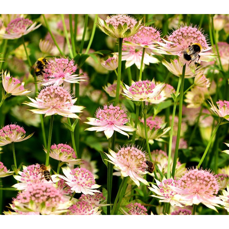 ASTRANTIA 'Buckland'