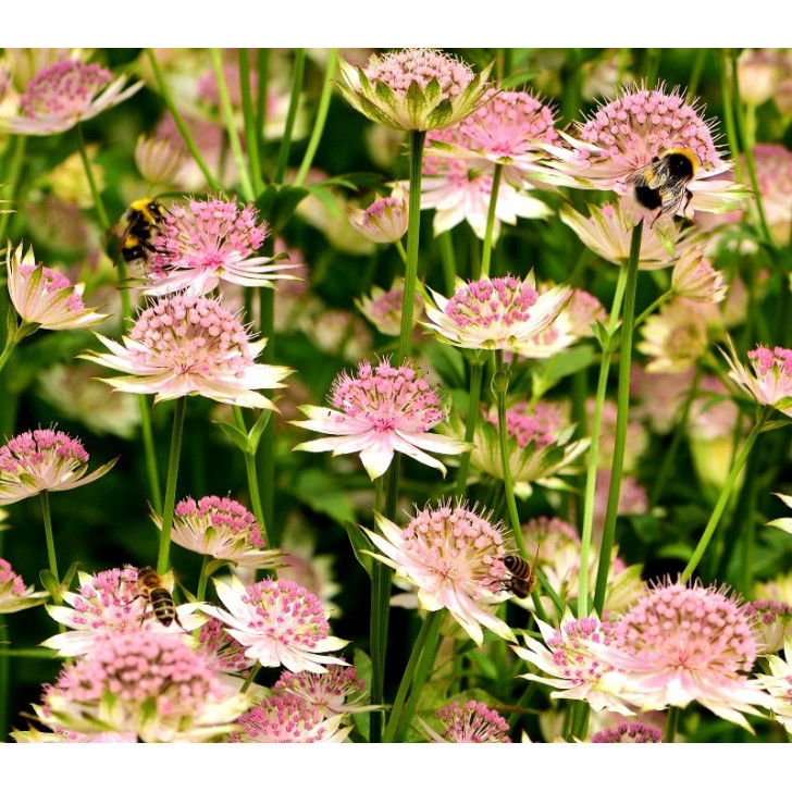 ASTRANTIA 'Buckland'