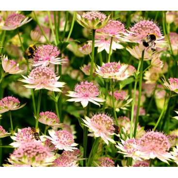 ASTRANTIA major \'Buckland\'