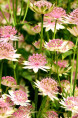 ASTRANTIA major 'Buckland'