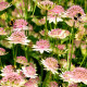 ASTRANTIA major 'Buckland'
