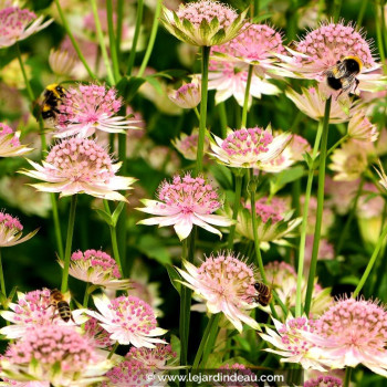 ASTRANTIA &#039;Buckland&#039;