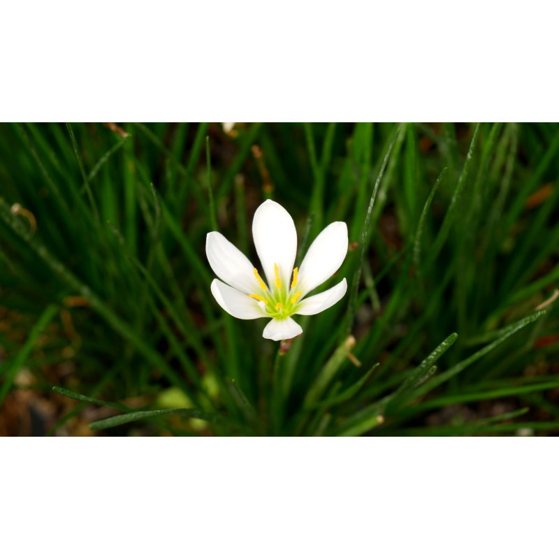 ZEPHYRANTHES candida