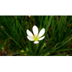 ZEPHYRANTHES candida