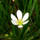 ZEPHYRANTHES candida