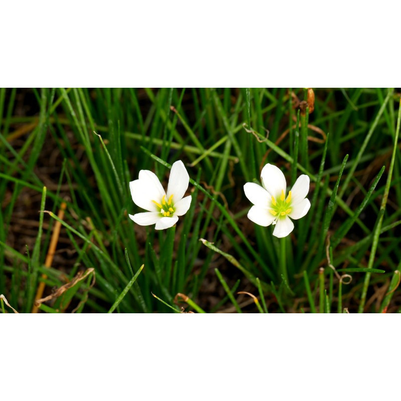 ZEPHYRANTHES candida