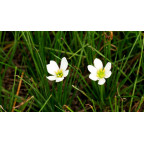 ZEPHYRANTHES candida