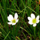 ZEPHYRANTHES candida