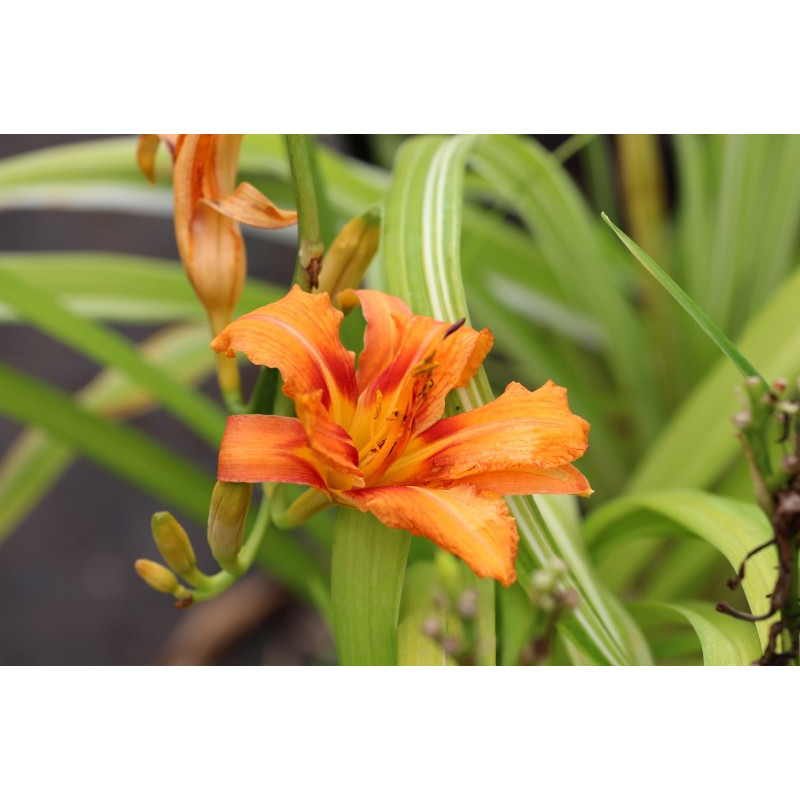 HEMEROCALLIS fulva 'Kwanso Variegata' HEMEROCALLIS fulva 'Kwanso Variegata'