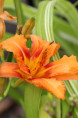 HEMEROCALLIS fulva 'Kwanso Variegata'