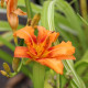 HEMEROCALLIS fulva 'Kwanso Variegata'