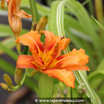 HEMEROCALLIS fulva &#039;Kwanso Variegata&#039;