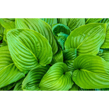 HOSTA \'August Moon\'