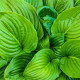 HOSTA 'August Moon'